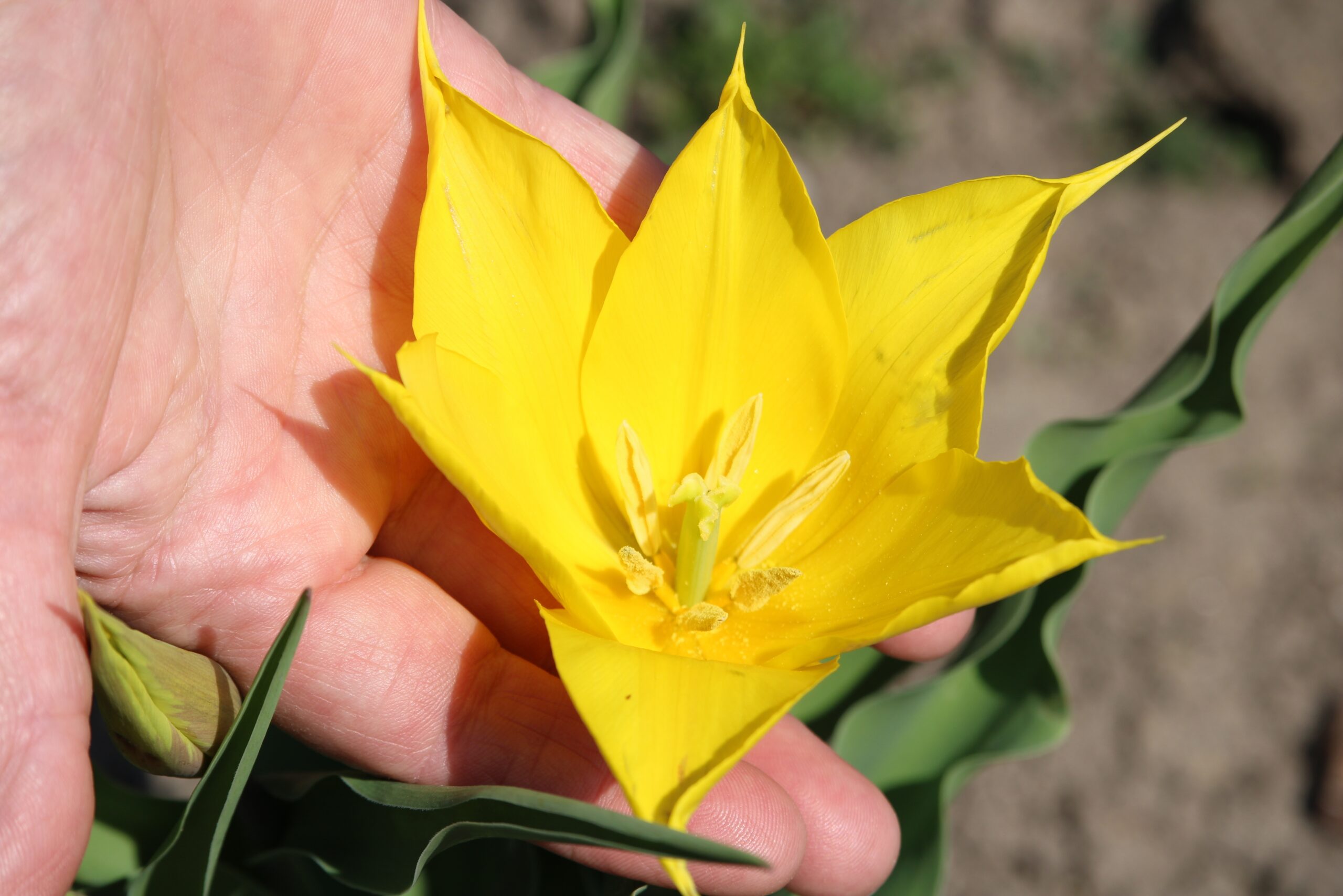 Una dintre cele mai rare flori din lume, văzută tot mai des la Cazanele Dunării