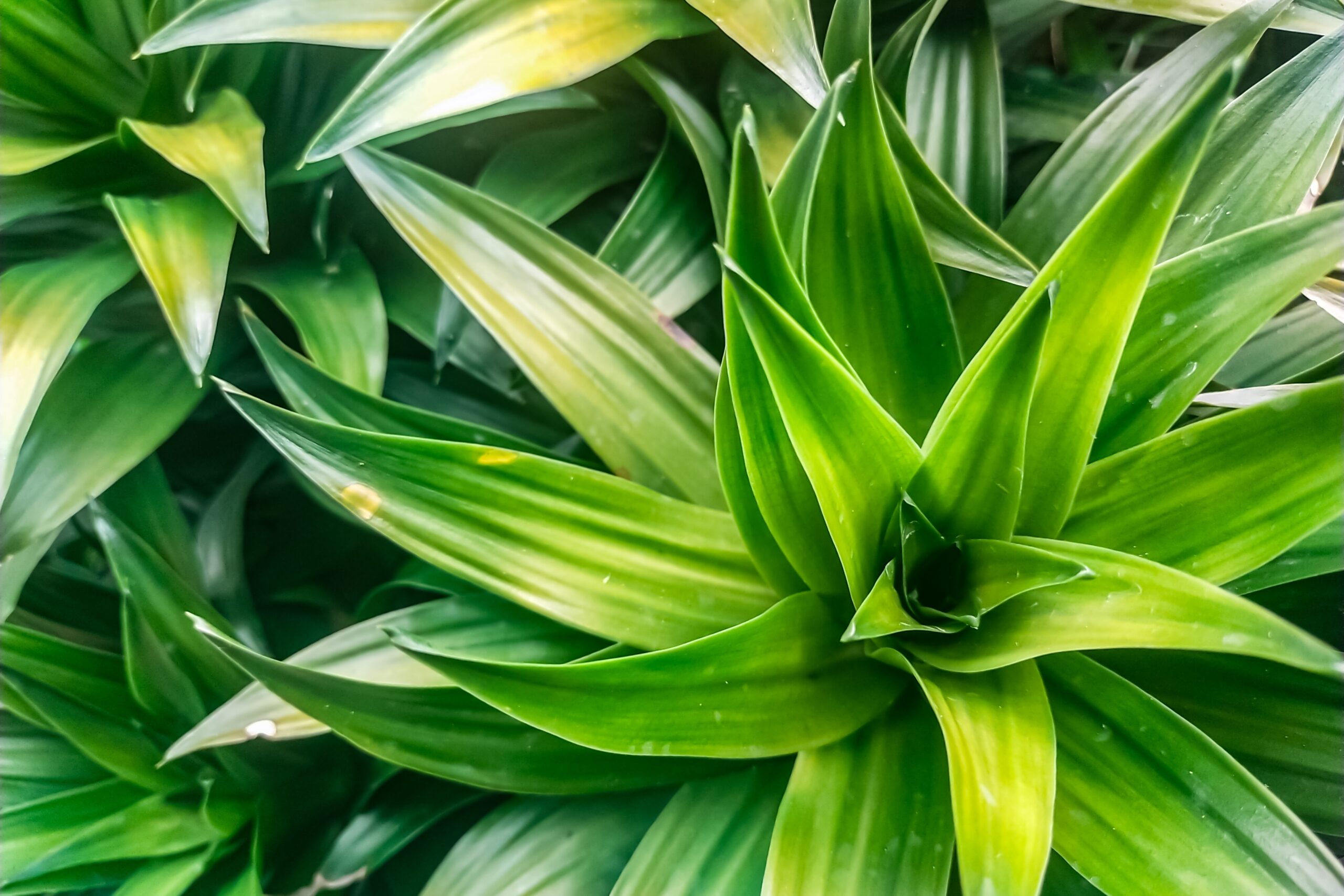 Cum putem salva plantele de apartament: trucul simplu care dă roade